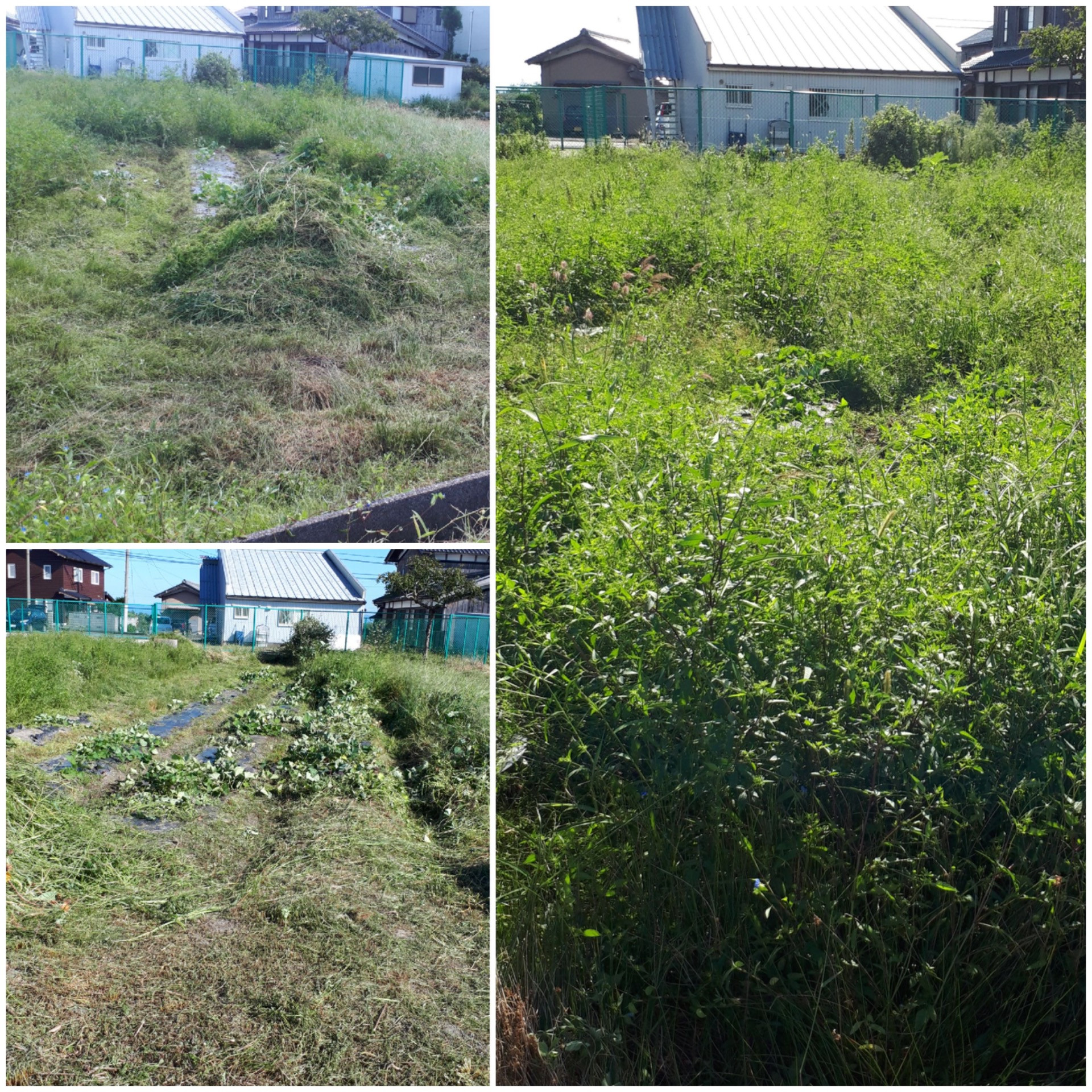 いも掘りに向けて